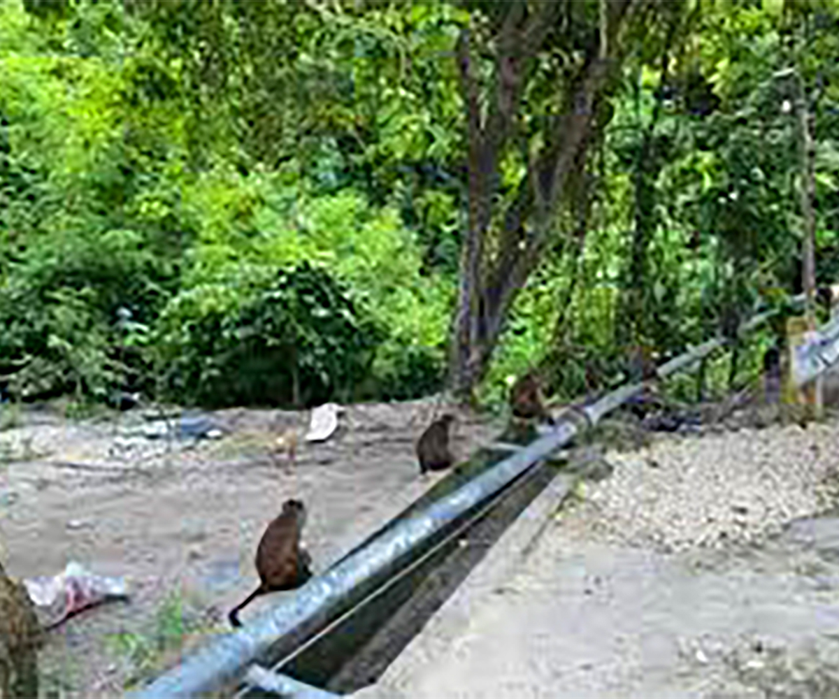 Oslob 05