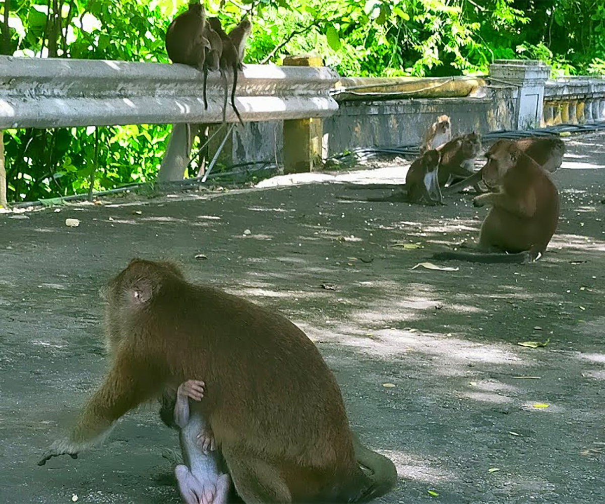 Encounter with the Unggoys in Oslob